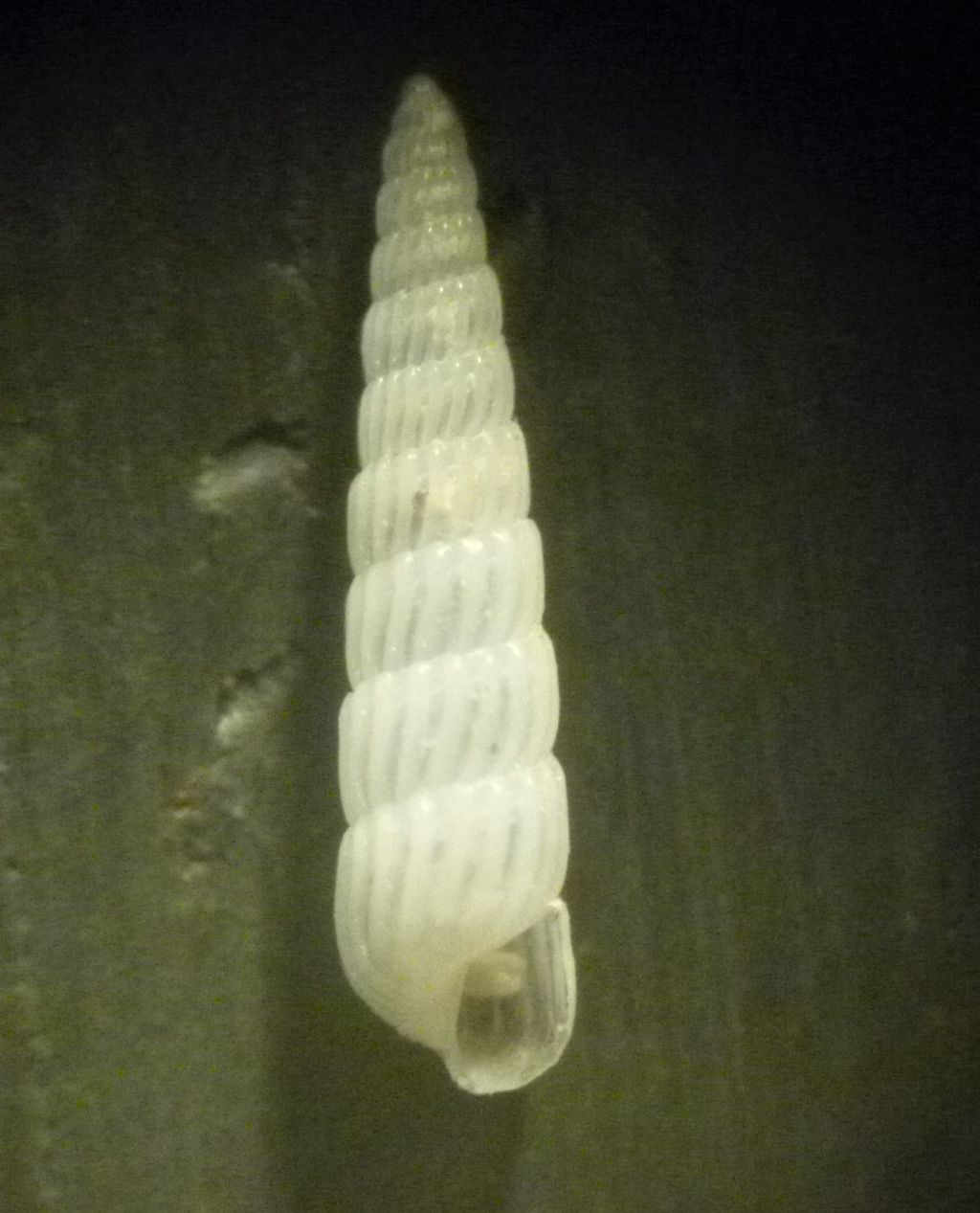Turbonilla sinuosa?